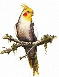 Cockatiel - 3550