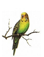 Parakeet