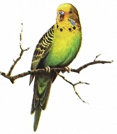 Parakeet - 3553