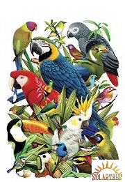 Bird world