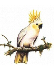 Cockatoo