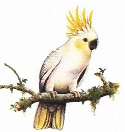 Cockatoo - 3549