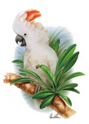 Cockatoo too