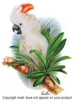 Cockatoo - 6369