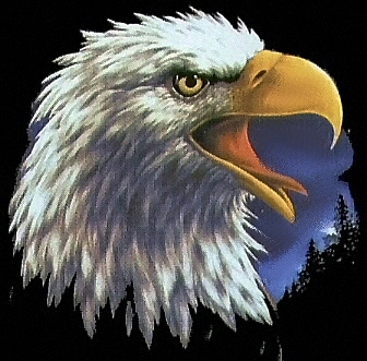 Eagle head - 4985