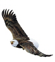 Flying high