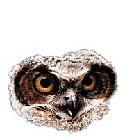 Great horned owl