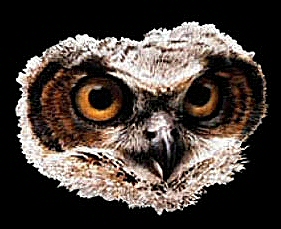 Great horned owl - 10112