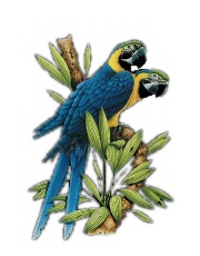 Macaws