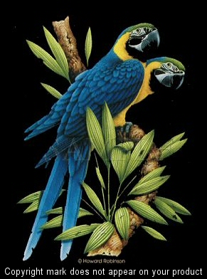 Macaws - 3365