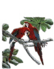 Macaws - 9501