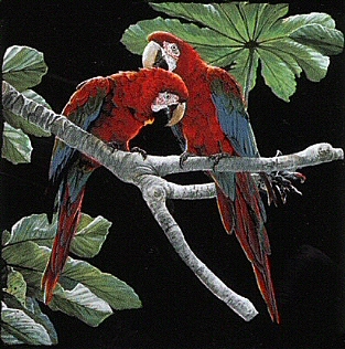 Pair of macaws - 9501