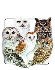 Owl group