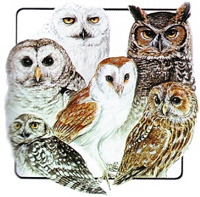 Owl group - 10786