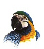 Parrot