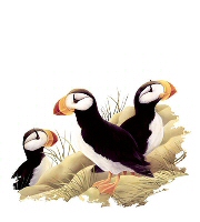 Puffins
