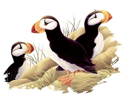 Puffins - 11745
