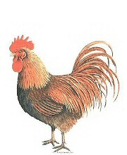 Rooster