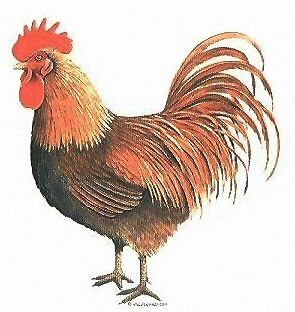 Rooster - 3541