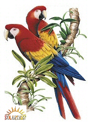 Scarlet macaws