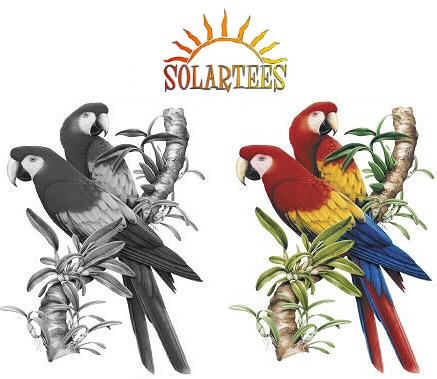 Scarlet macaws - 03366 Solar