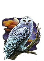 Snowy owl