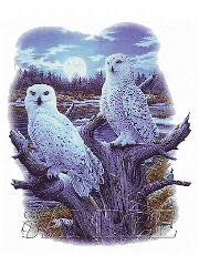 Snowy owls