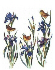 Wrens
