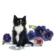Black and white cat