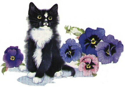 Black and white cat black and white cat. Black and white cat