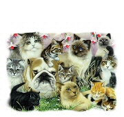 Twelve cats and a dog