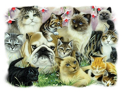 Twelve cats and a dog - 13429
