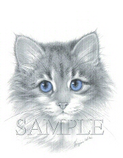 Lavender eyed cat