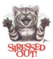 Stressed cat