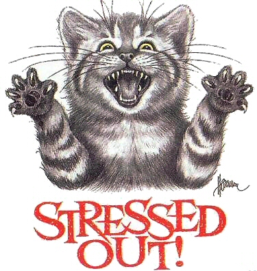 Stressed cat - 5341
