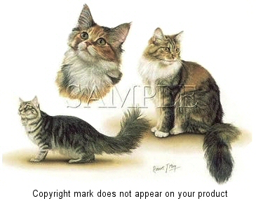 Tabby cats