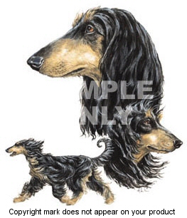 Afghan hound - 311