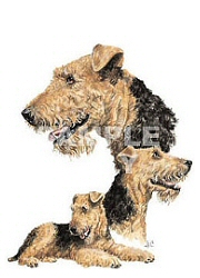 Airedale terriers