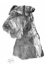 Airedale terrier