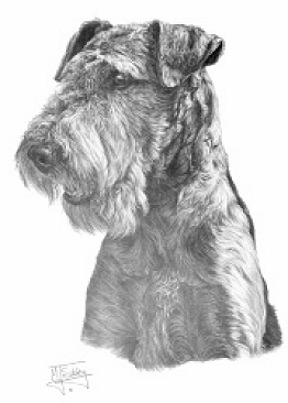 Airedale terrier - 13277
