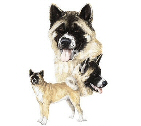 Akita group