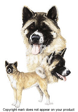 Akita - 341