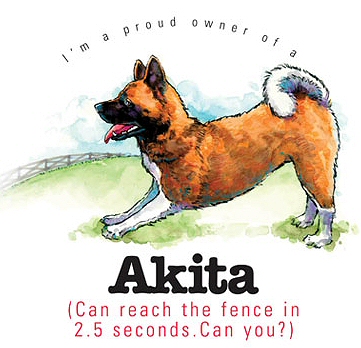Akita - 9112