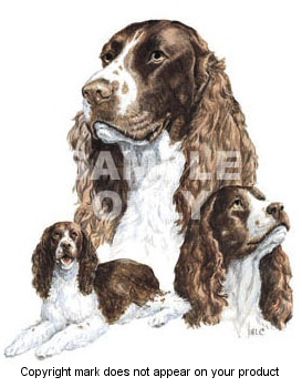 American springer spaniel - 305