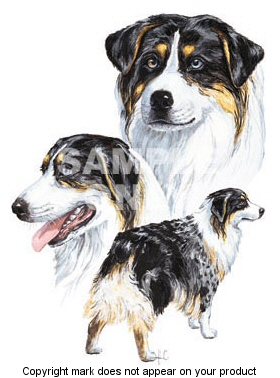 Australian shepherd - 348
