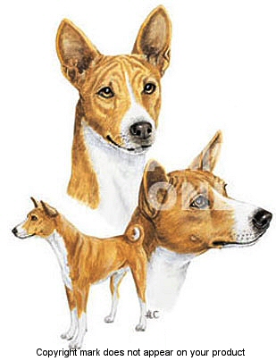 Basenji - 371