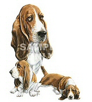 Basset group