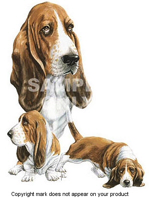Basset hound - 322