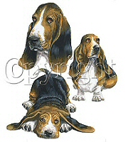 Basset hound group