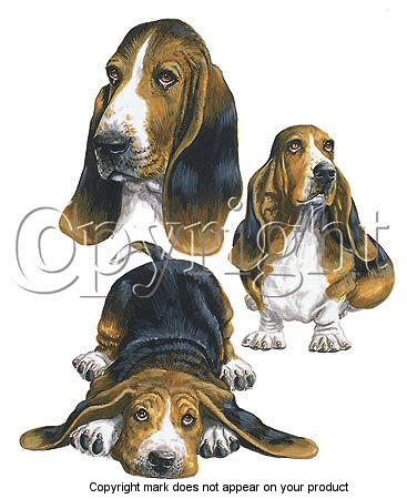 Basset hound group - 5908